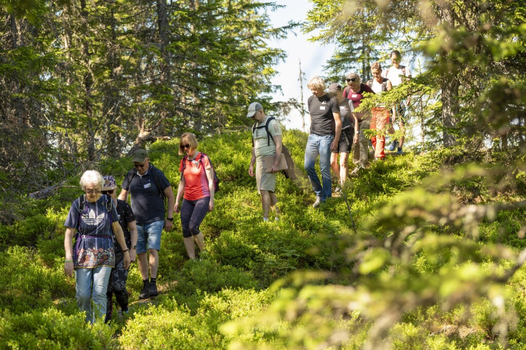 Kursdeltakere vandrer i skogen og reflekterer